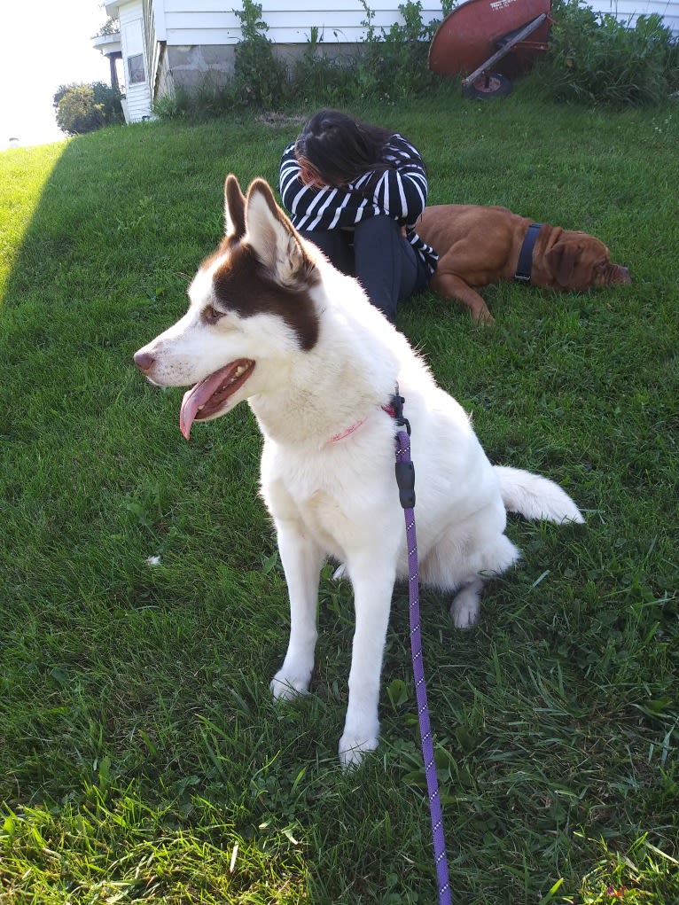 Kyah, a Siberian Husky tested with EmbarkVet.com