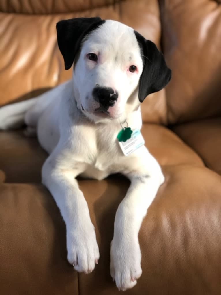 RIVER, a Great Pyrenees and Boxer mix tested with EmbarkVet.com