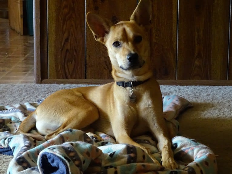 Bean, a Chow Chow and Chihuahua mix tested with EmbarkVet.com