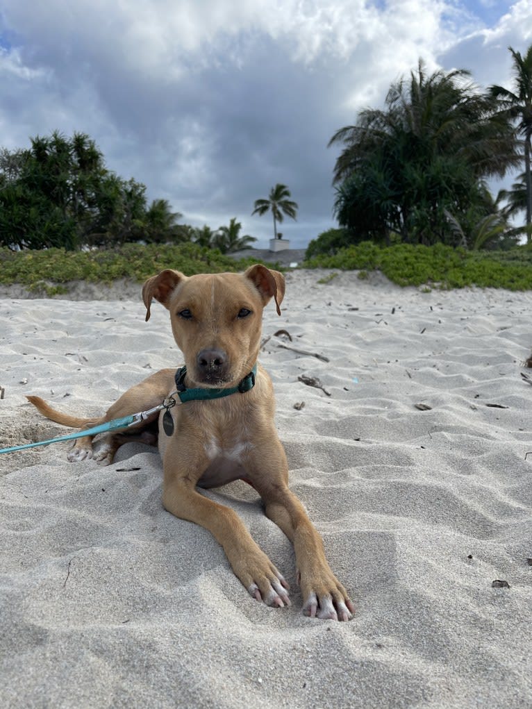 Riley, an American Pit Bull Terrier and Chihuahua mix tested with EmbarkVet.com