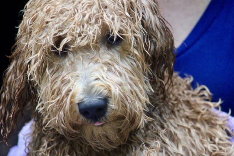 Charly, a Goldendoodle tested with EmbarkVet.com