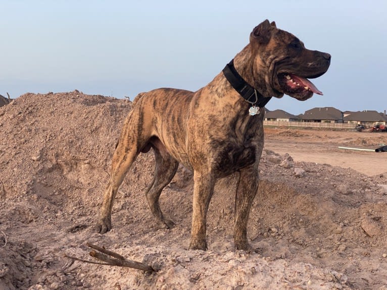 Jäger, a Perro de Presa Canario tested with EmbarkVet.com