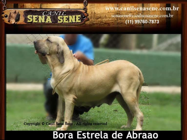 Bora Estrela de Abraao, a Fila Brasileiro tested with EmbarkVet.com