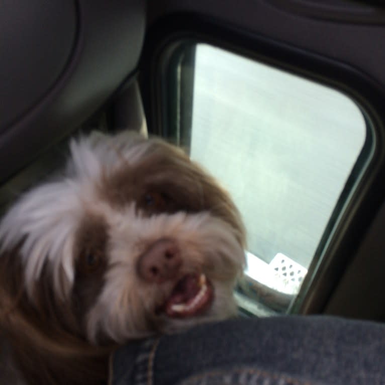 Miggy, a Shihpoo (11.3% unresolved) tested with EmbarkVet.com