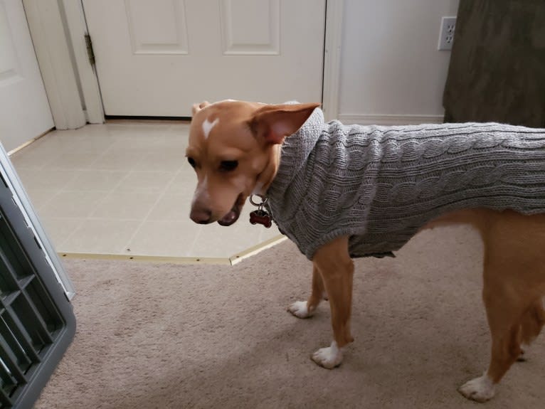 Marnie, a Chihuahua and Dachshund mix tested with EmbarkVet.com