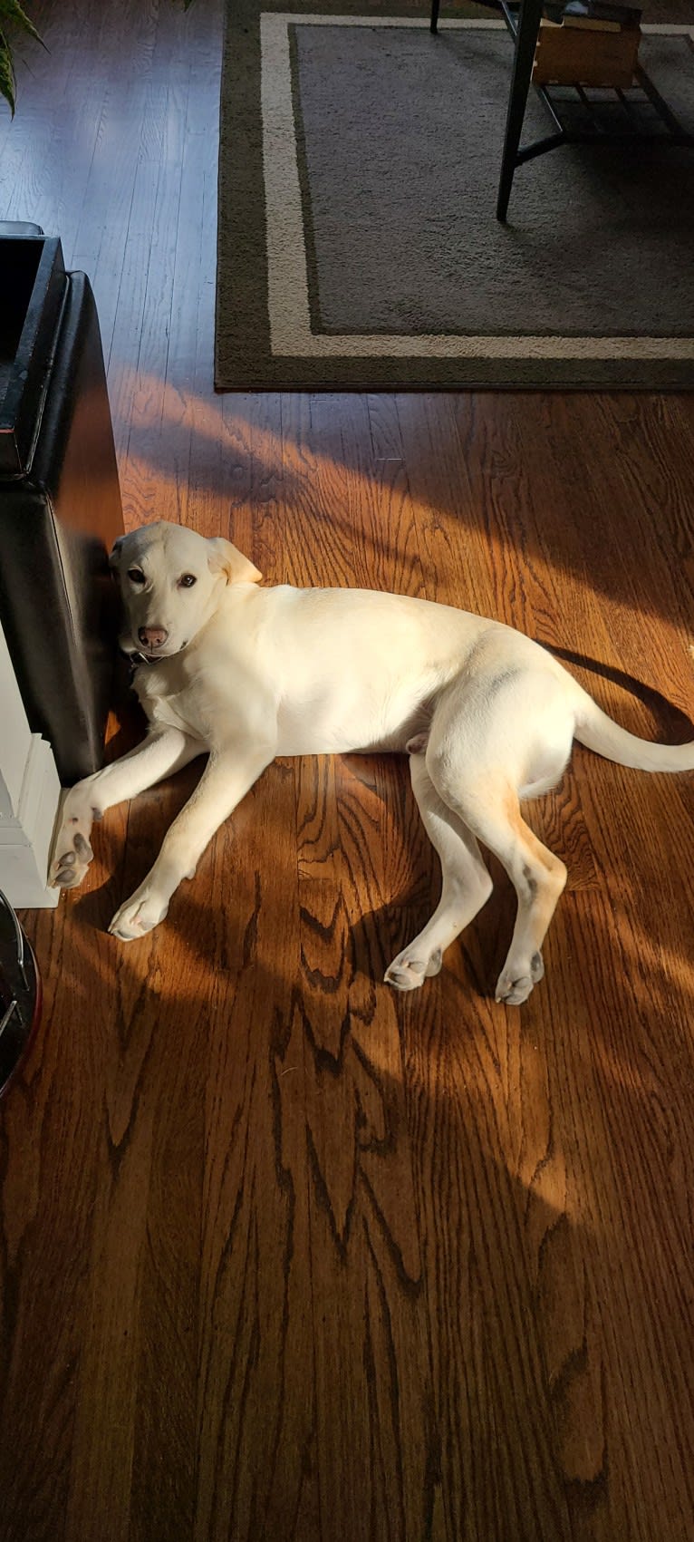 Tycho Brahe, the Space Cadet, a Beagle and Great Pyrenees mix tested with EmbarkVet.com