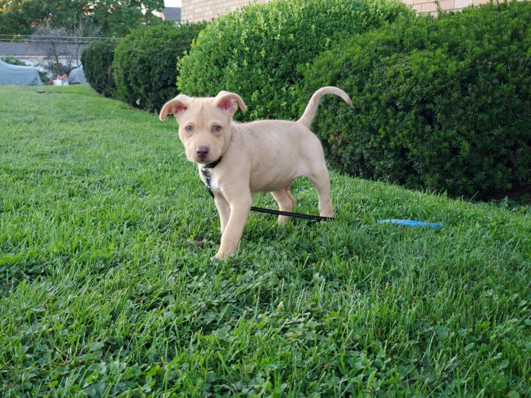 Kip, a Siberian Husky and American Pit Bull Terrier mix tested with EmbarkVet.com