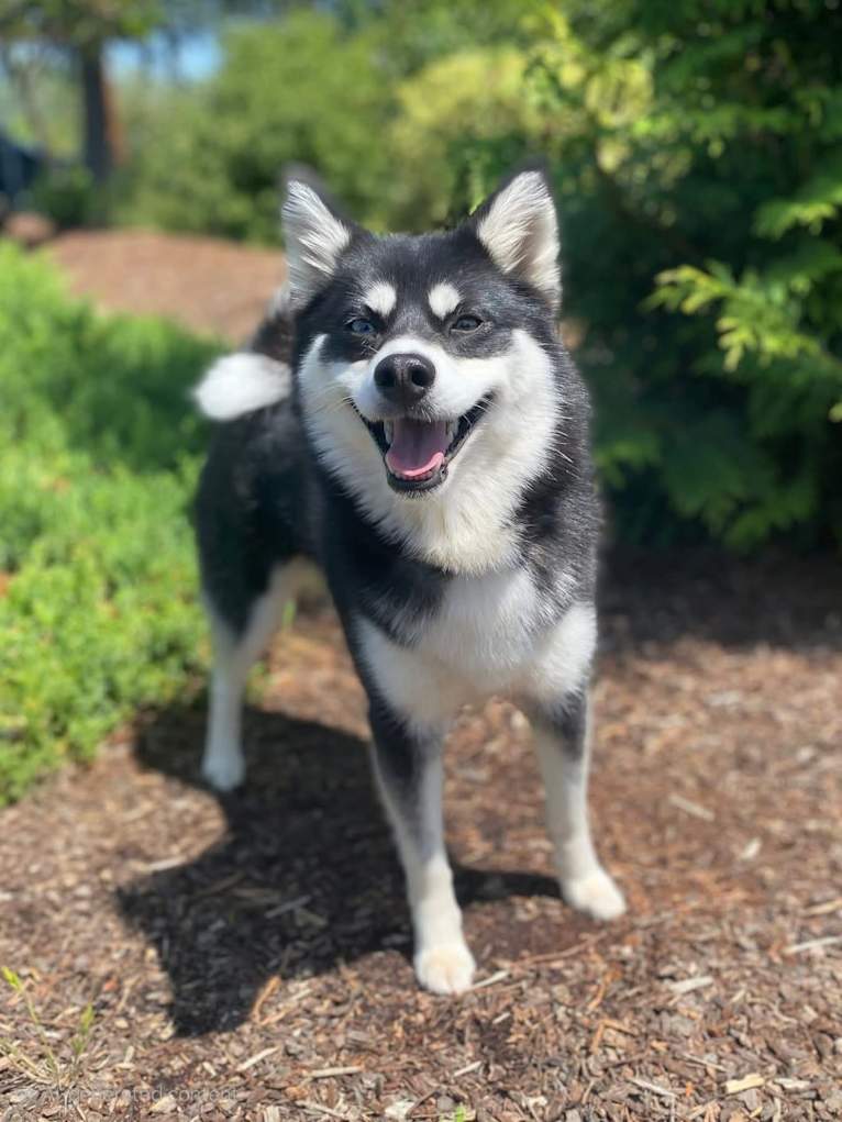Nika, a Pomsky tested with EmbarkVet.com