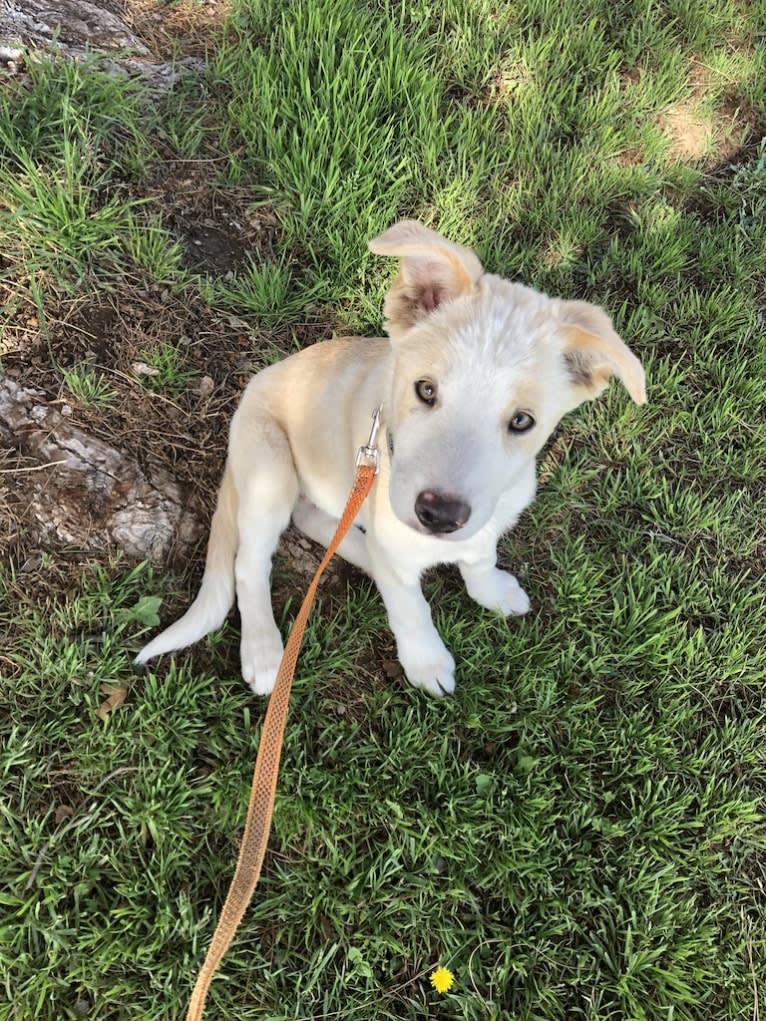 Kiva, a Border Collie and Australian Cattle Dog mix tested with EmbarkVet.com