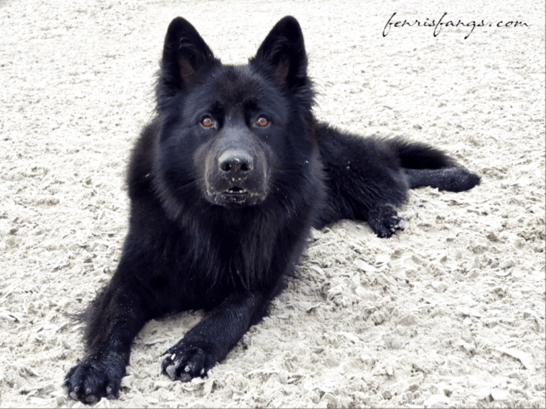 DARYUN, a German Shepherd Dog tested with EmbarkVet.com