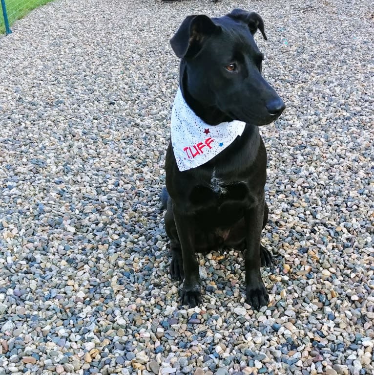 Tuff Justice Stanhope, a German Shepherd Dog and Australian Cattle Dog mix tested with EmbarkVet.com