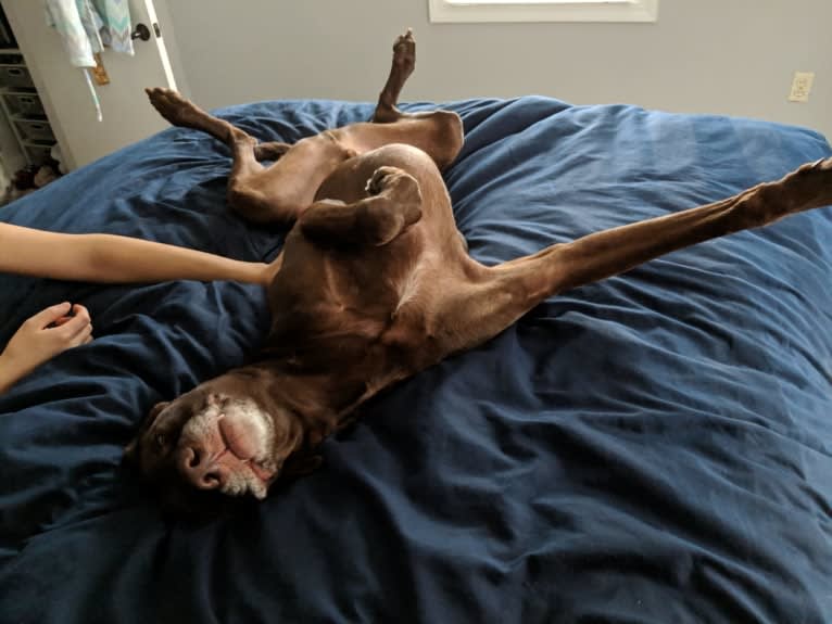 Ruben, a Weimaraner and Labrador Retriever mix tested with EmbarkVet.com