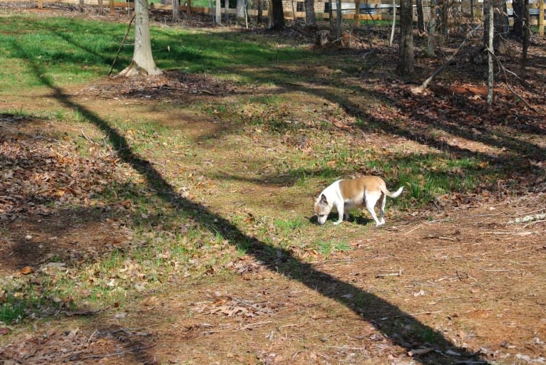 Roo, a Rat Terrier and Chihuahua mix tested with EmbarkVet.com