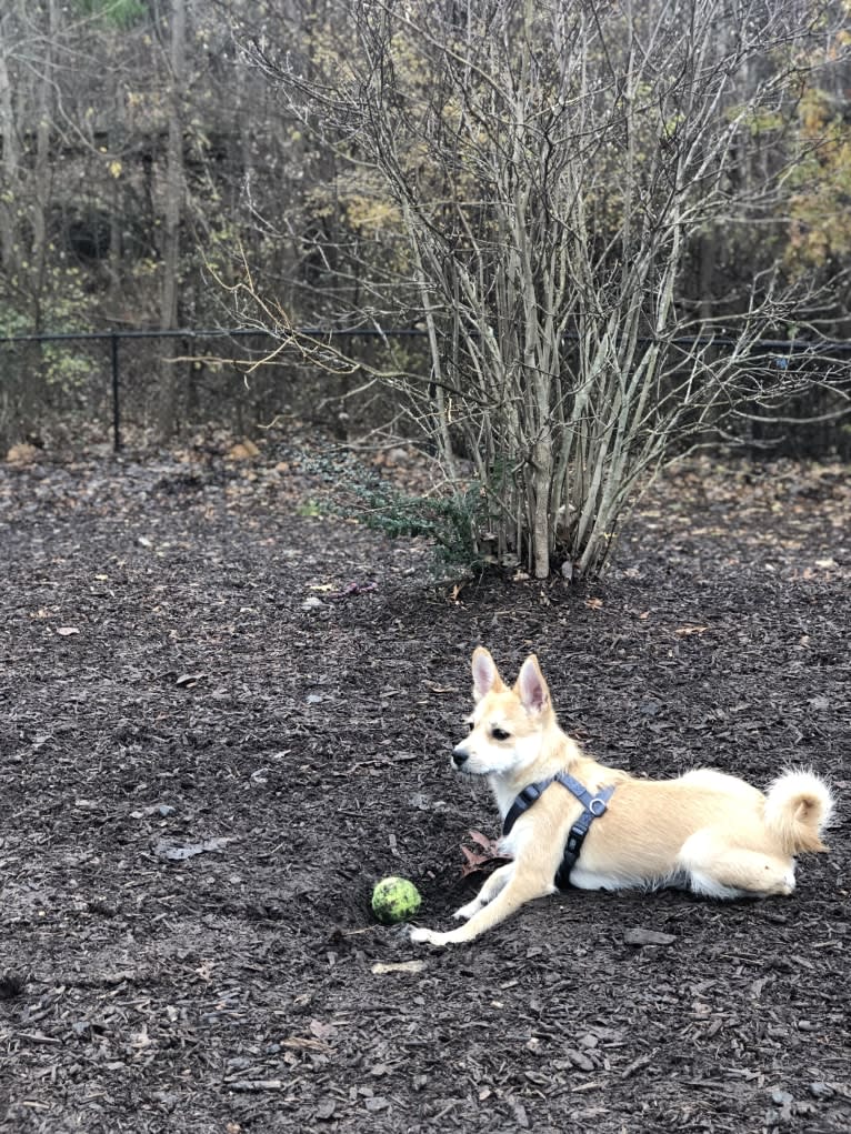 Bruno, a Pomeranian and Miniature Schnauzer mix tested with EmbarkVet.com