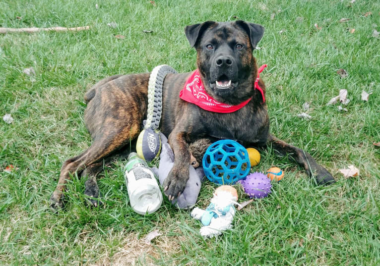 Whiskey Biscuit, a Chow Chow and Boxer mix tested with EmbarkVet.com