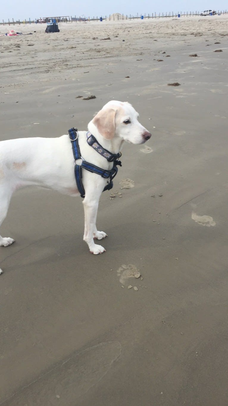 Eira, a Cocker Spaniel and Beagle mix tested with EmbarkVet.com