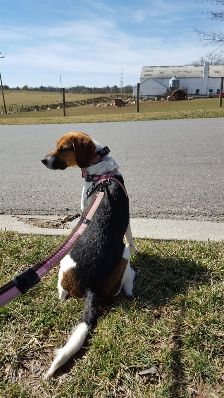 Freckles, a Beagle and German Shepherd Dog mix tested with EmbarkVet.com