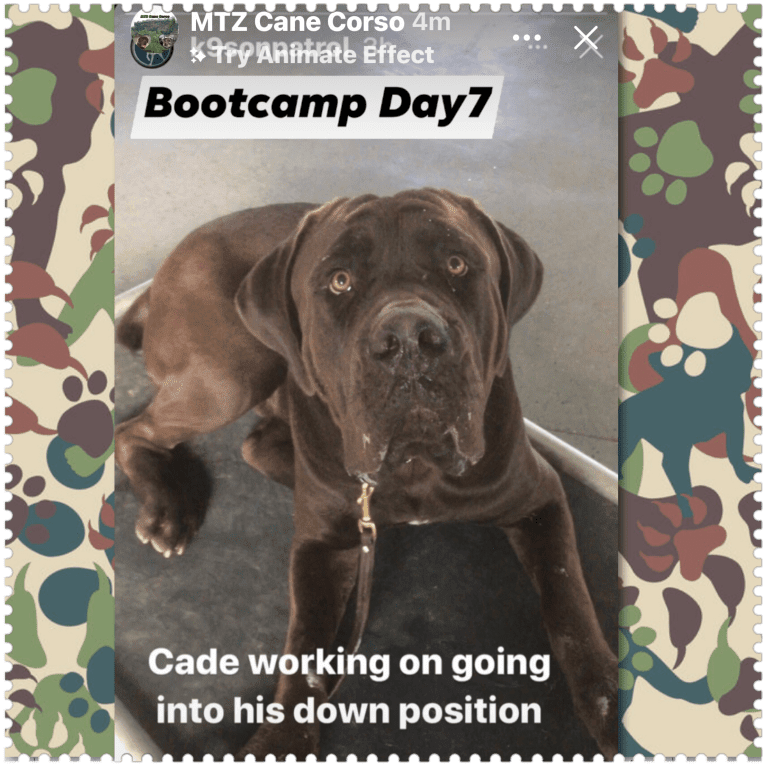 Cade, a Cane Corso tested with EmbarkVet.com