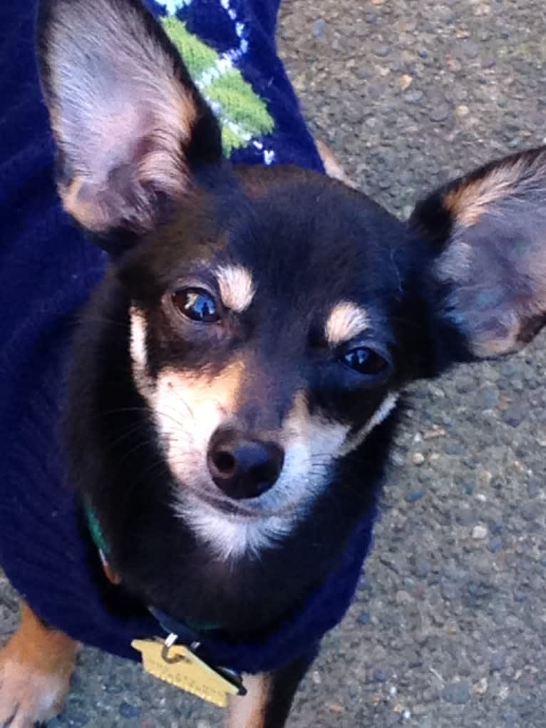 Jake, a Chihuahua and Dachshund mix tested with EmbarkVet.com