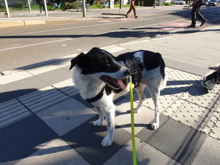 Kilida, an Eastern European Village Dog tested with EmbarkVet.com