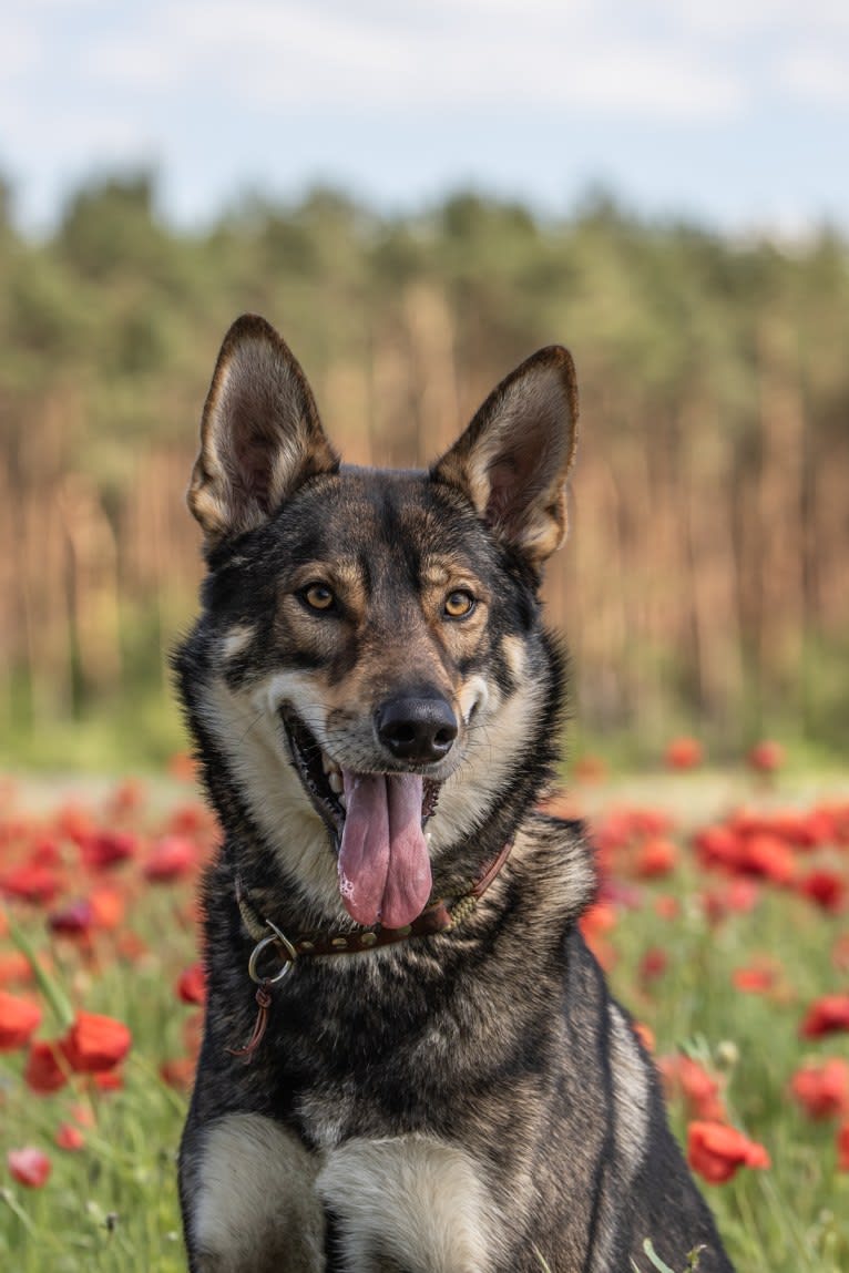 Jorah, a Siberian Husky and German Shepherd Dog mix tested with EmbarkVet.com