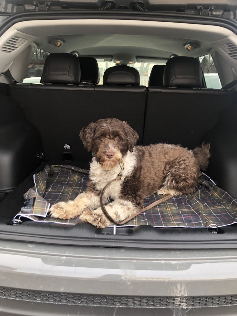 June, a Portuguese Water Dog tested with EmbarkVet.com