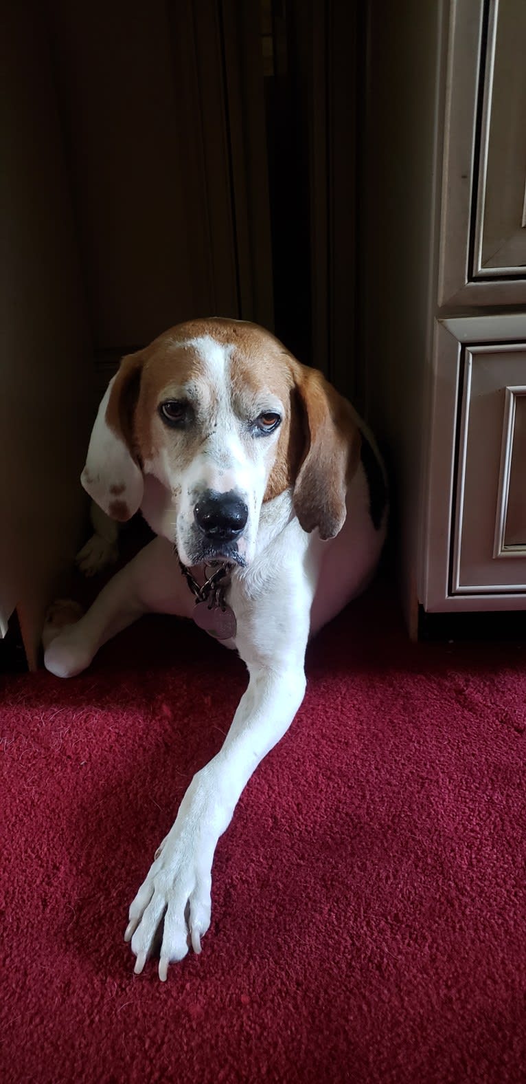 Little Joe, aka "Scar Face,"  Our #1 Hound Dog, a Treeing Walker Coonhound tested with EmbarkVet.com