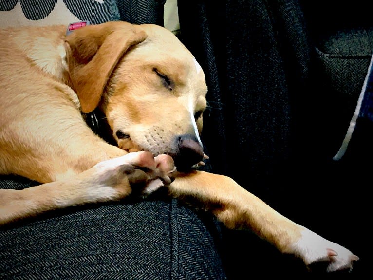 Willow, a Labrador Retriever and Treeing Walker Coonhound mix tested with EmbarkVet.com