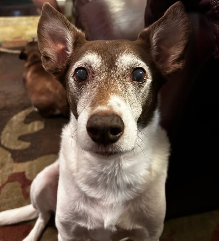 Bandit Walter, a Rat Terrier and Border Collie mix tested with EmbarkVet.com