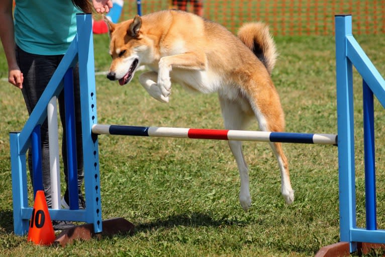 Spiro, a German Shepherd Dog and Alaskan Malamute mix tested with EmbarkVet.com