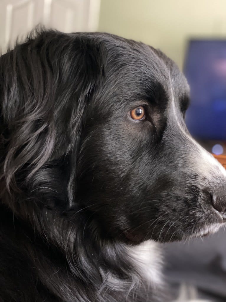 Bowie, a Great Pyrenees and Australian Shepherd mix tested with EmbarkVet.com