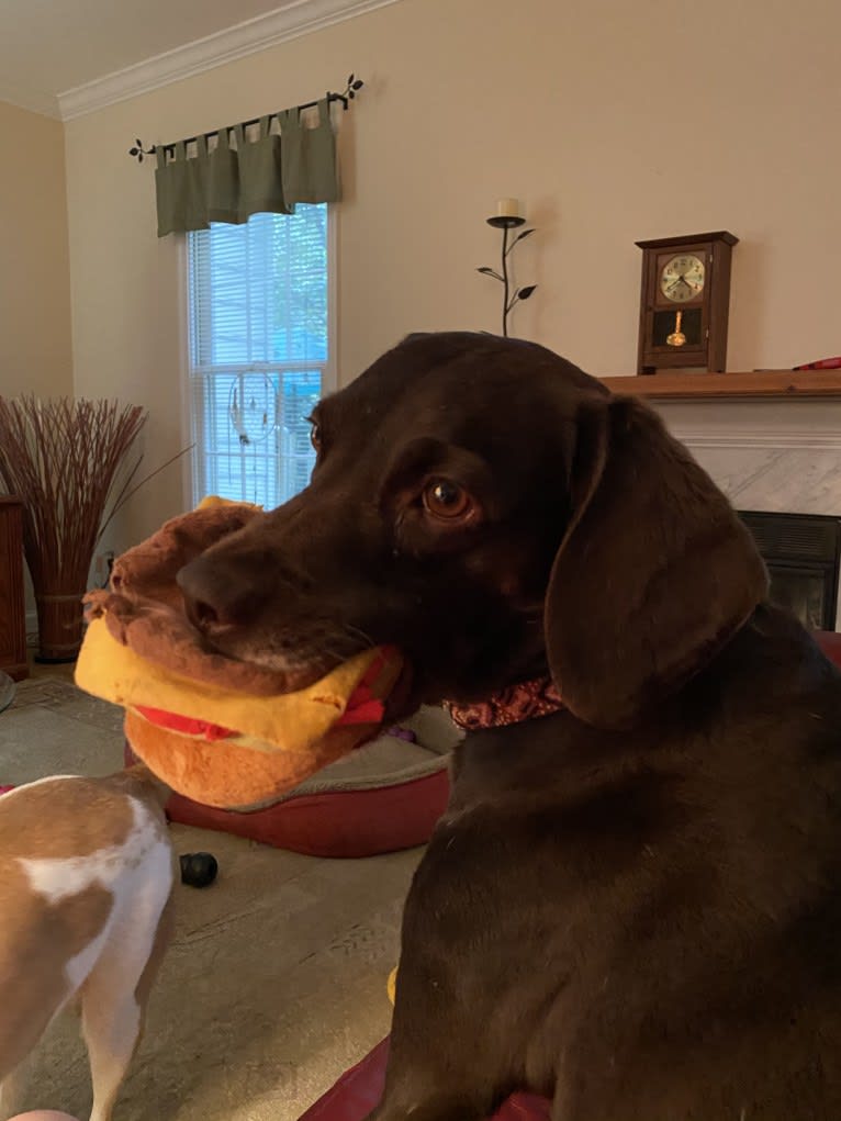 Ricky, a Boykin Spaniel and German Shorthaired Pointer mix tested with EmbarkVet.com