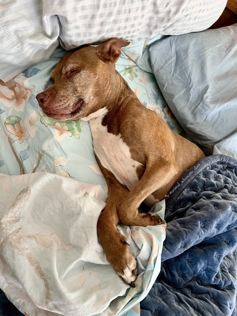 Blueberry, an American Pit Bull Terrier and American Staffordshire Terrier mix tested with EmbarkVet.com