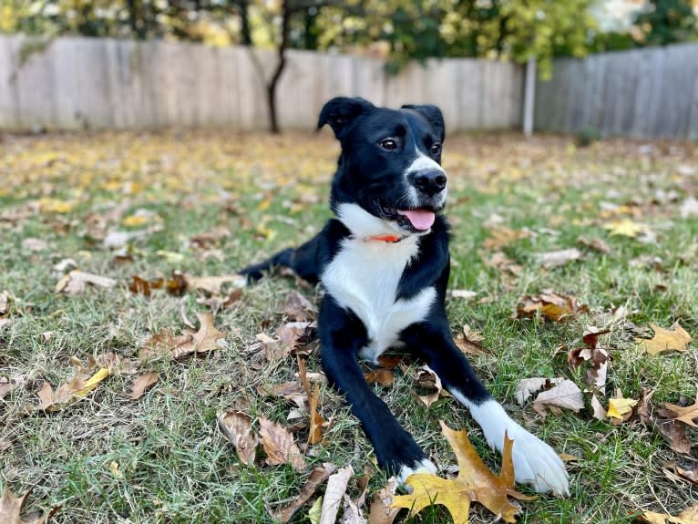 Marlowe Gandalf, a Siberian Husky and Australian Shepherd mix tested with EmbarkVet.com