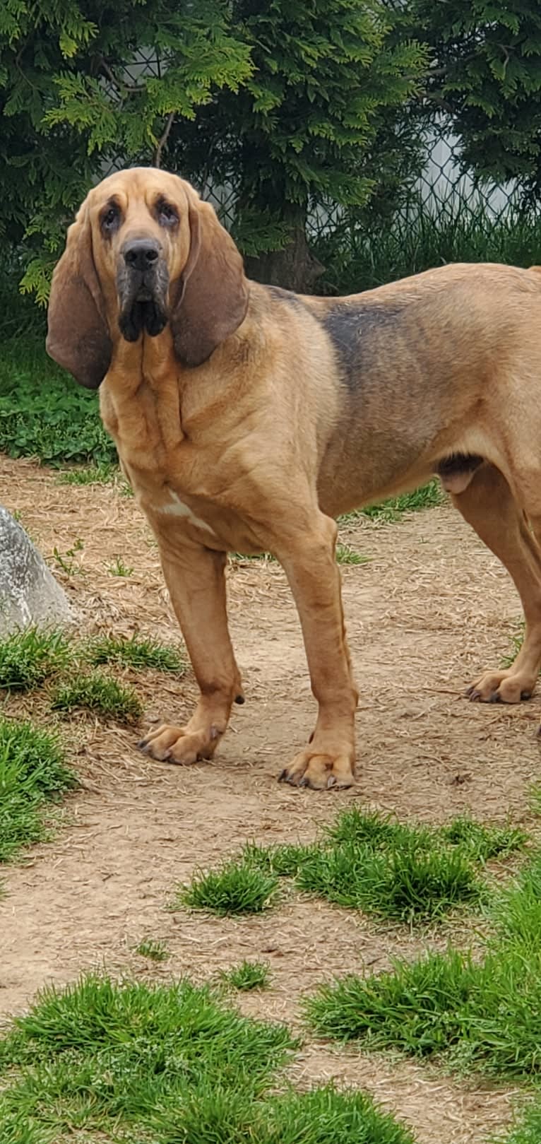 Otis, a Bloodhound tested with EmbarkVet.com