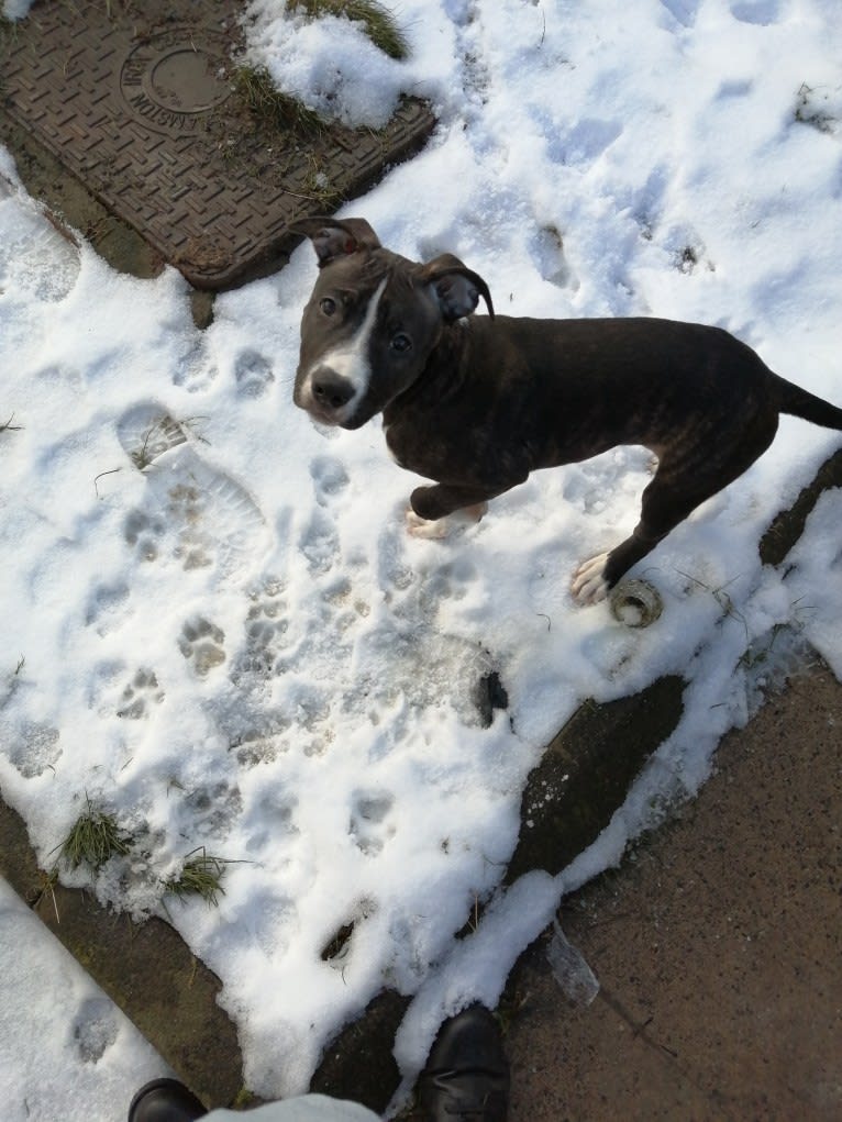 Loki, a Staffordshire Bull Terrier and American Pit Bull Terrier mix tested with EmbarkVet.com