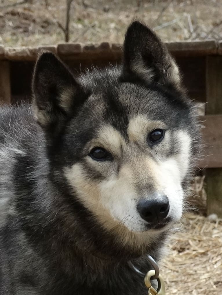 Euchre, a Siberian Husky tested with EmbarkVet.com