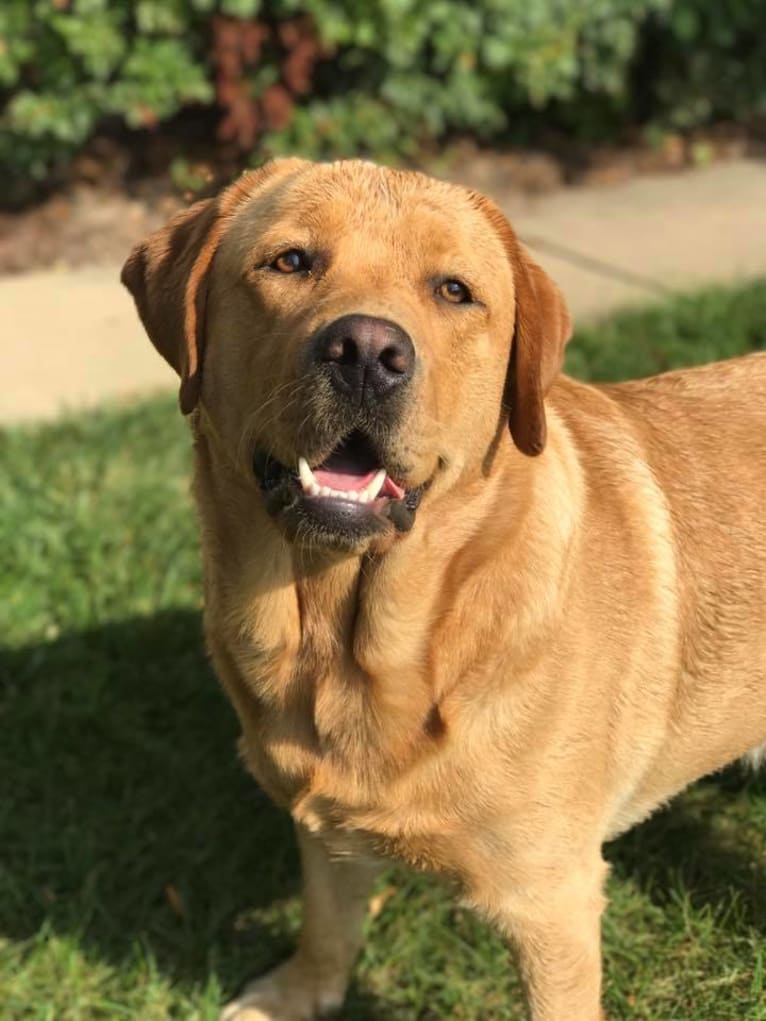 Archie, a Labrador Retriever tested with EmbarkVet.com