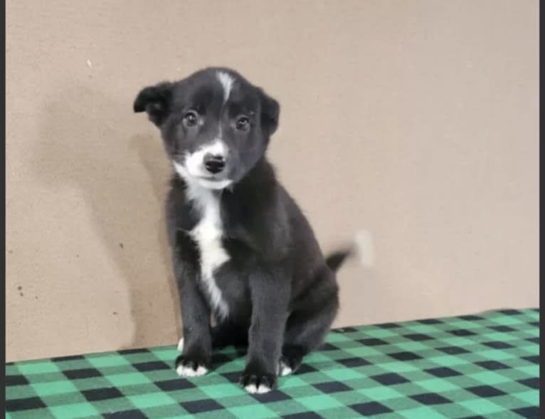 Trixie, a German Shepherd Dog and Russell-type Terrier mix tested with EmbarkVet.com