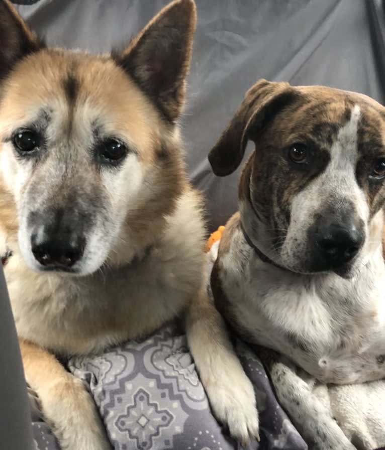 Roxy, an Akita and German Shepherd Dog mix tested with EmbarkVet.com