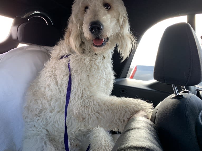 Sammy, a Goldendoodle tested with EmbarkVet.com