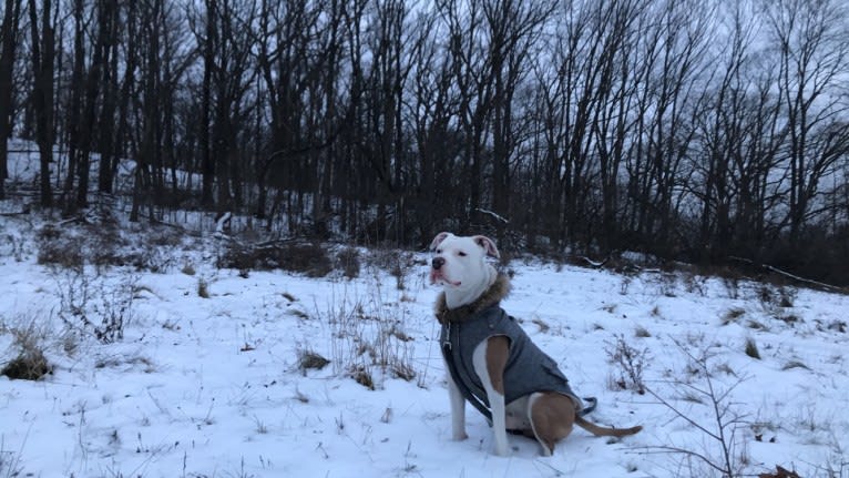 Princeton James Pooperton, an American Pit Bull Terrier and American Staffordshire Terrier mix tested with EmbarkVet.com