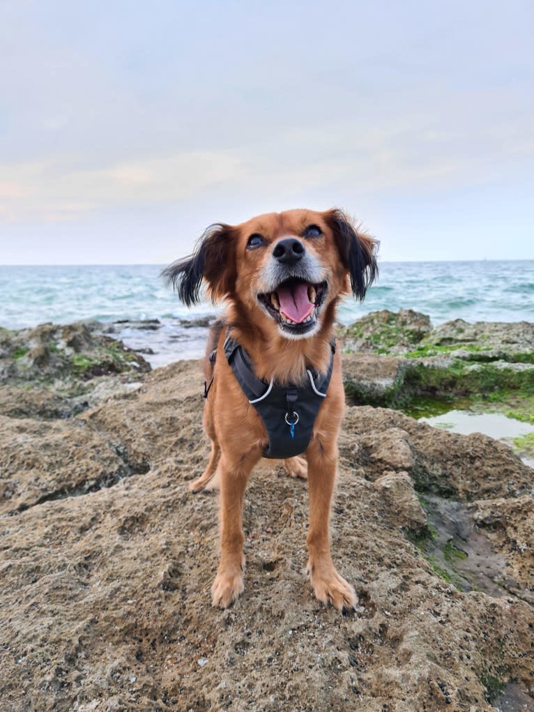 Juno, an Eastern European Village Dog and Miniature Pinscher mix tested with EmbarkVet.com