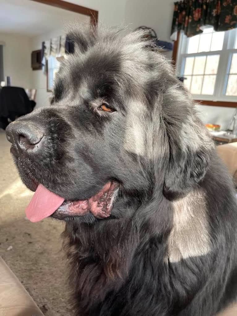 Titan, a Newfoundland tested with EmbarkVet.com