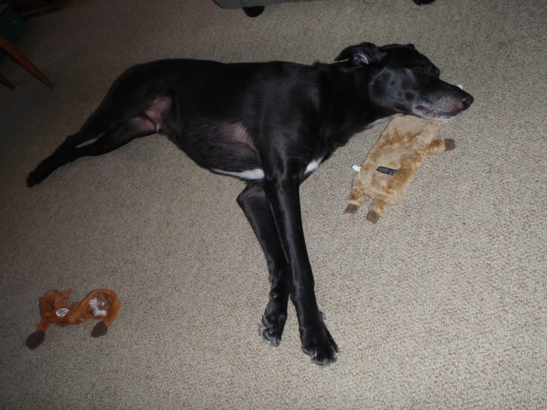 Kepler, a Chesapeake Bay Retriever and Labrador Retriever mix tested with EmbarkVet.com