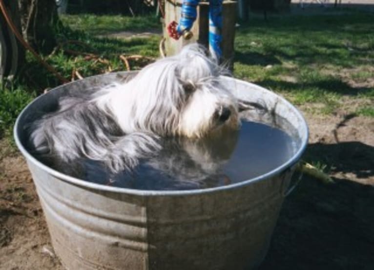 Colton, a Bearded Collie tested with EmbarkVet.com