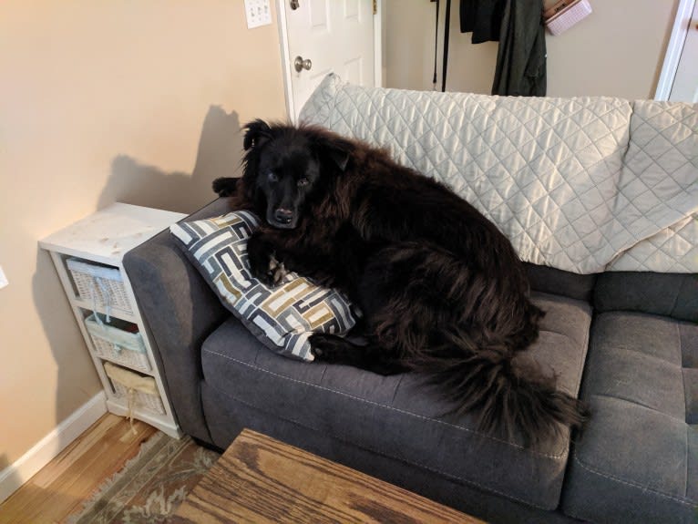 Teddy, a Rottweiler and Samoyed mix tested with EmbarkVet.com