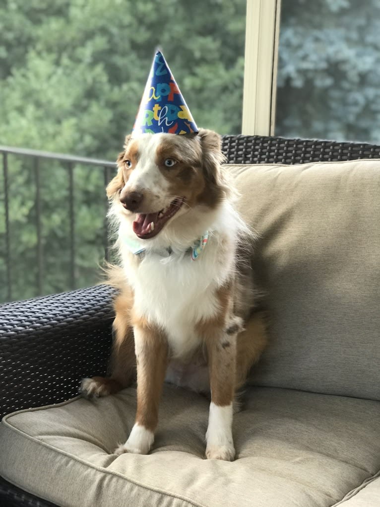 Harrison, an Australian Shepherd and Border Collie mix tested with EmbarkVet.com