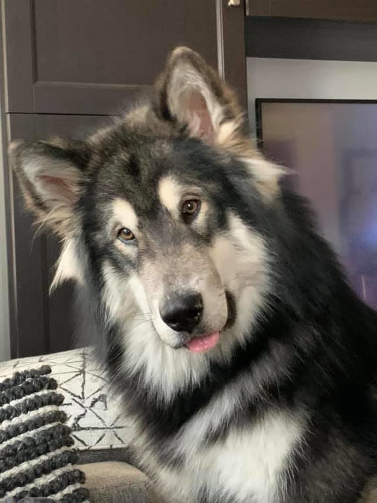 Appa, an Alaskan Malamute tested with EmbarkVet.com