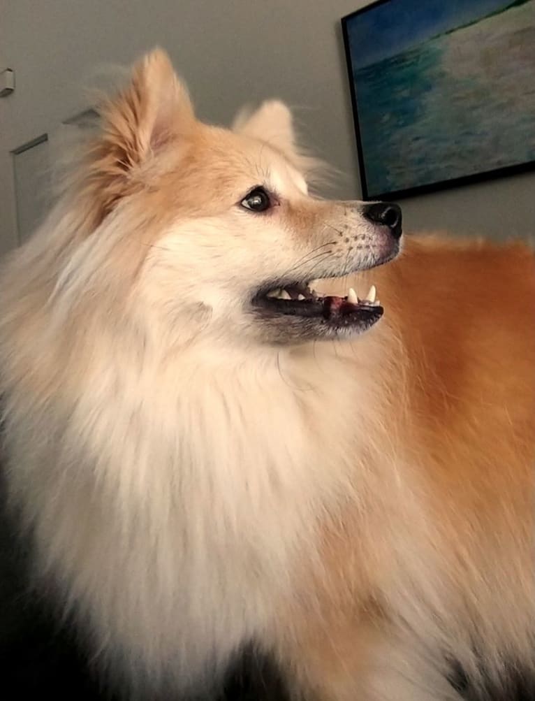 Yogi, a Pomeranian tested with EmbarkVet.com